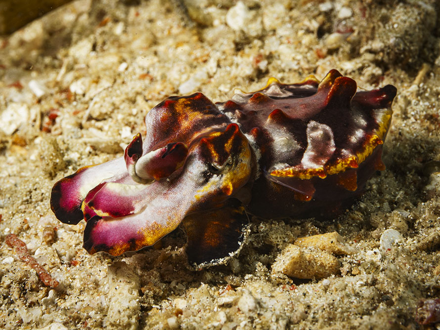 Ascarosepion pfefferi